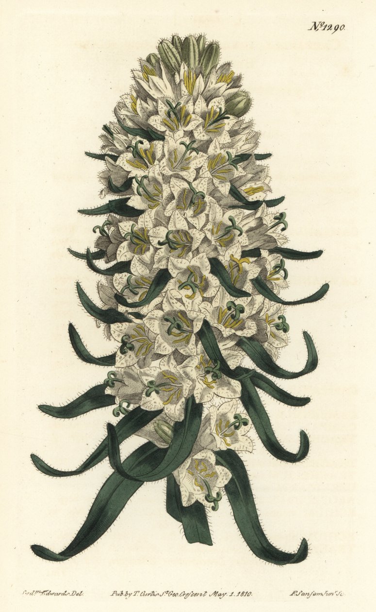 Pyrenean bellflower, Campanula speciosa (Long-spiked bellflower, Campanula thyrsoidea) by Sydenham Teast Edwards