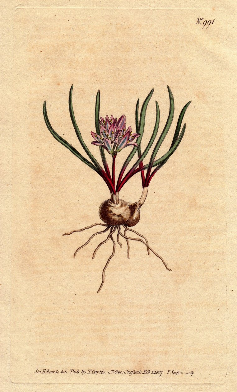 Cape Hyacinth, with Bulb, Scarlet Leaves and Pale Pink Flowers. Polyzena corymbosa (Massonia corymbosa). Handcoloured copperplate engraving from Sydenham Edwards