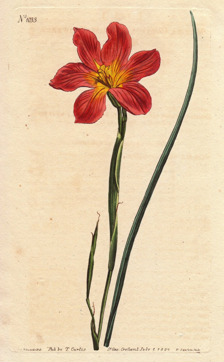 Cape tulip, moraea has flowering straw and pink salmon. Straw coloured equal flowered moraea, salmon pink and yellow Cape Tulip. Homeria collina (Moraea collina). Handcolored copperplate engraving from a botanical illustration by Sydenham Edwards from Will by Sydenham Teast Edwards