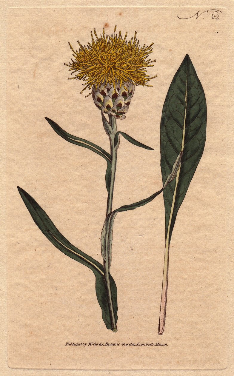 Woad leaved centaurea with yellow fluffy flowers by Sydenham Teast Edwards