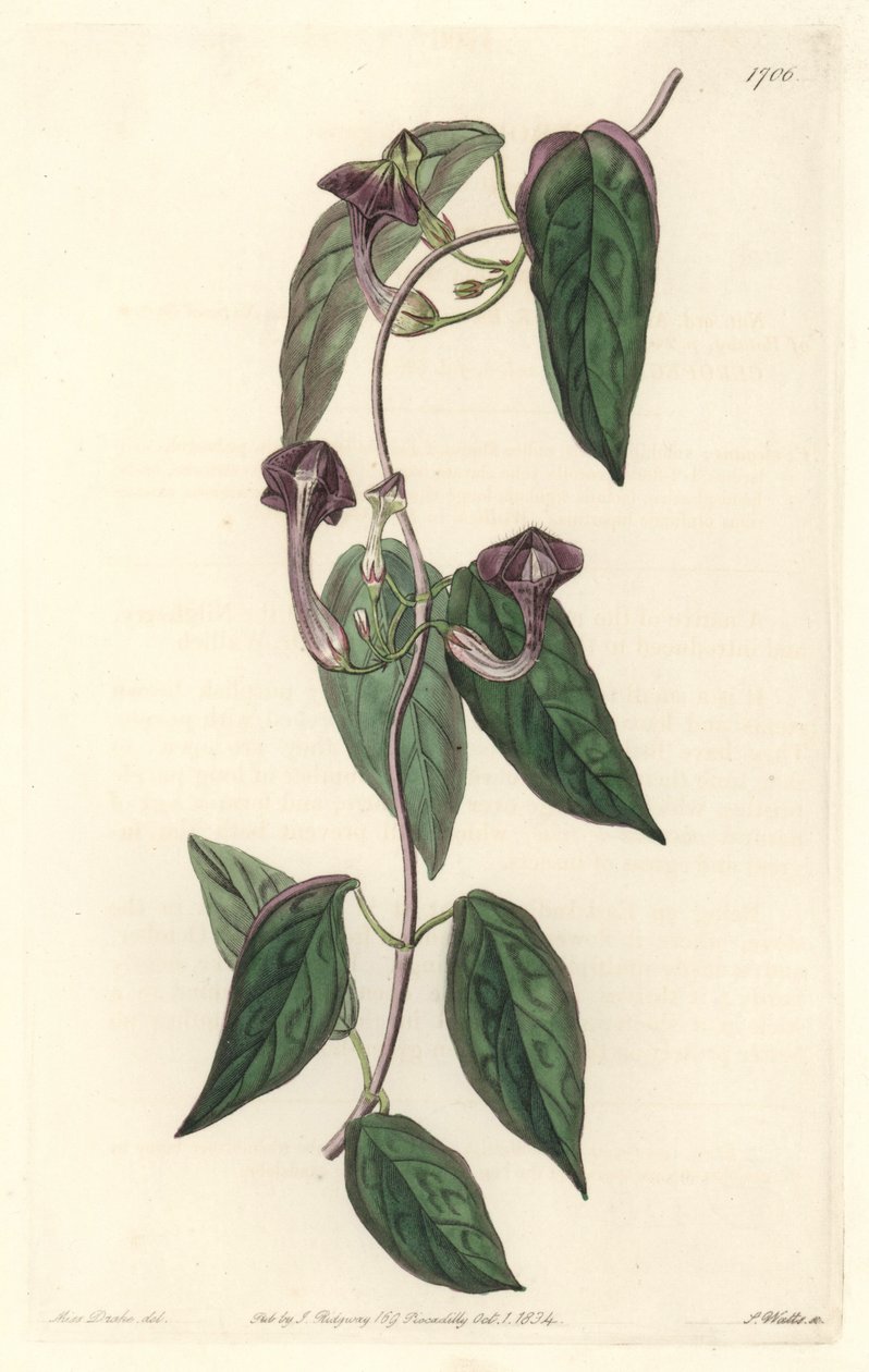 Ceropegia elegant, native of India - Strong water by S. Watts from an illustration by Sarah Anne Drake, from the Botanical Register by Sydenham Teast Edwards