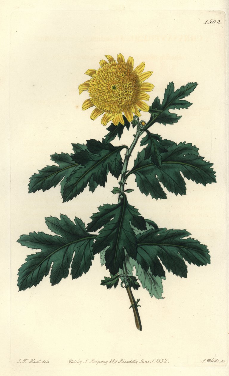 Chinese Chamomile or Indian Chrysanthemum - Double Yellow Indian Chrysanthemum by Sydenham Teast Edwards