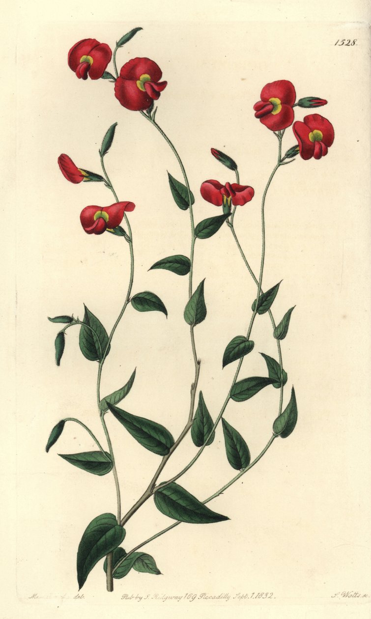 Chorizema Ovatum (Ovate Chorozema, Chorozema ovatum). Handcoloured copperplate engraving from Sydenham Edwards