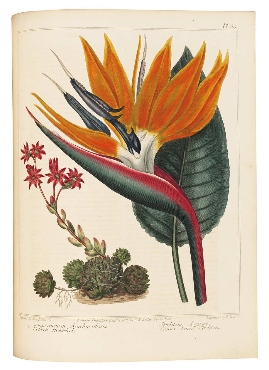 Cobweb Houseleek and Canna Leaved Strelitzia by Sydenham Teast Edwards