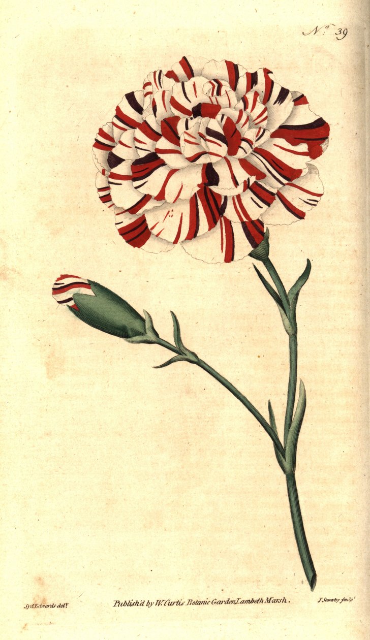 Common carnation, Dianthus caryophyllus by Sydenham Teast Edwards