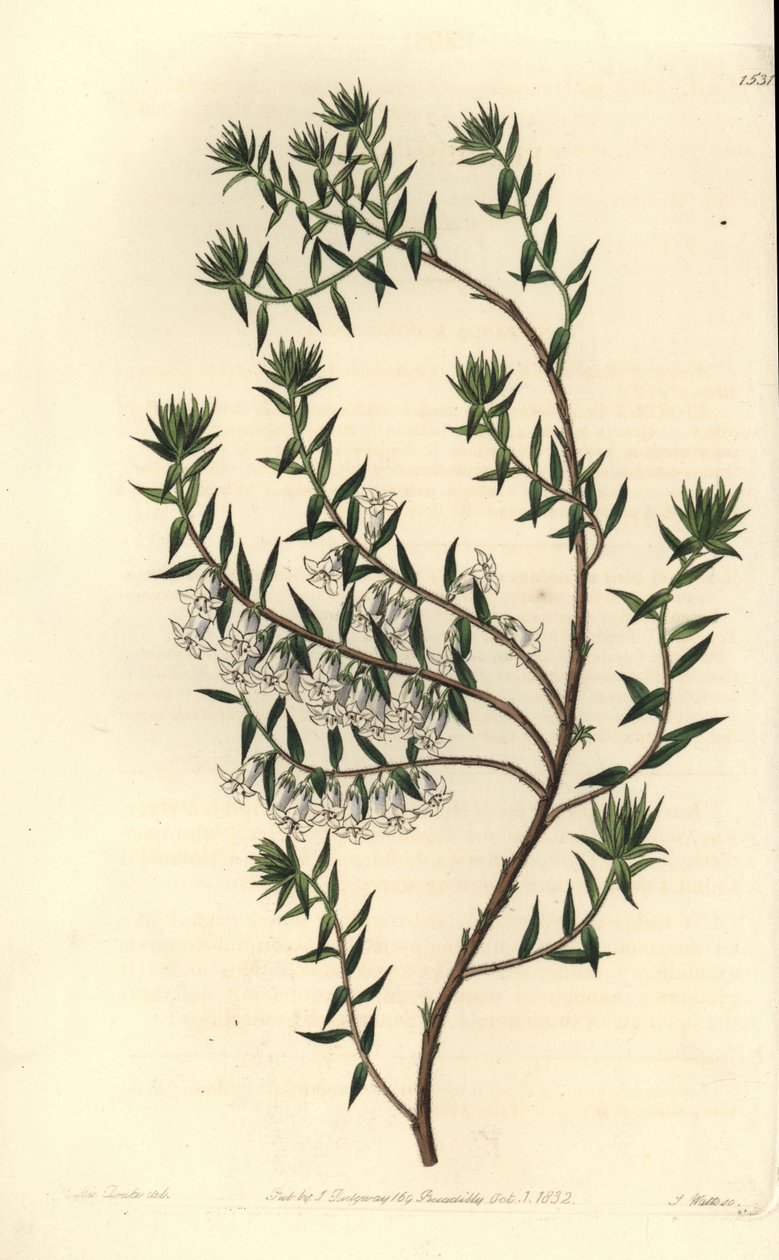 Common Heath by Sydenham Teast Edwards