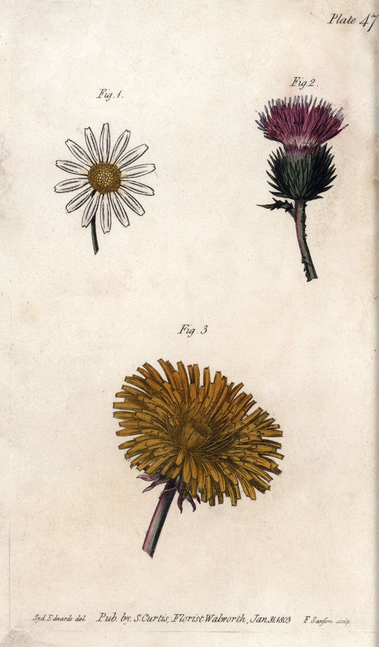 Composite Flowers: Prepacket, Donkeys Thistle and Dandelion by Sydenham Teast Edwards