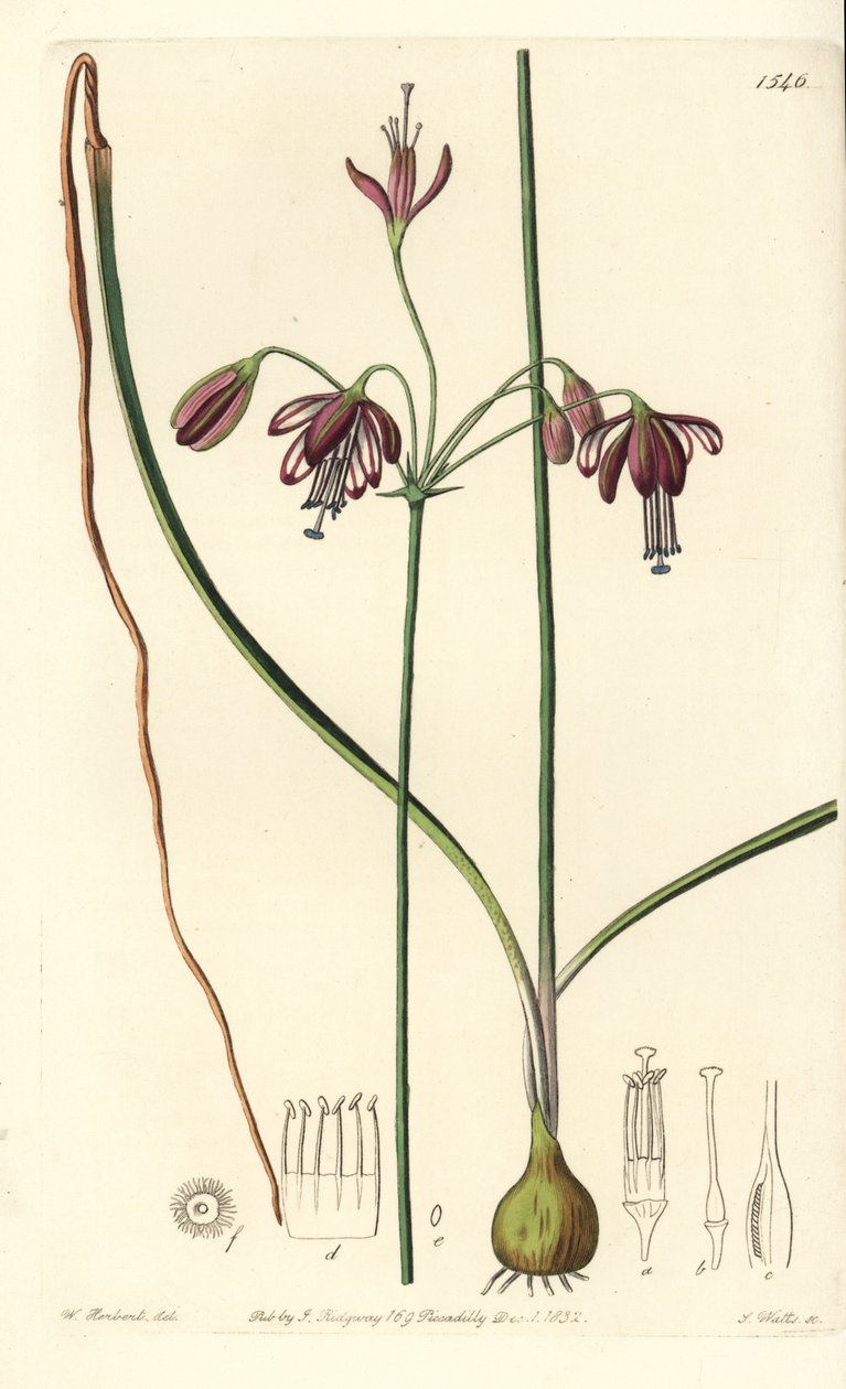 Coral Drops, Bessera Elegans. Handcoloured Copperplate Engraving by S. Watts after an Illustration by William Herbert from Sydenham Edwards
