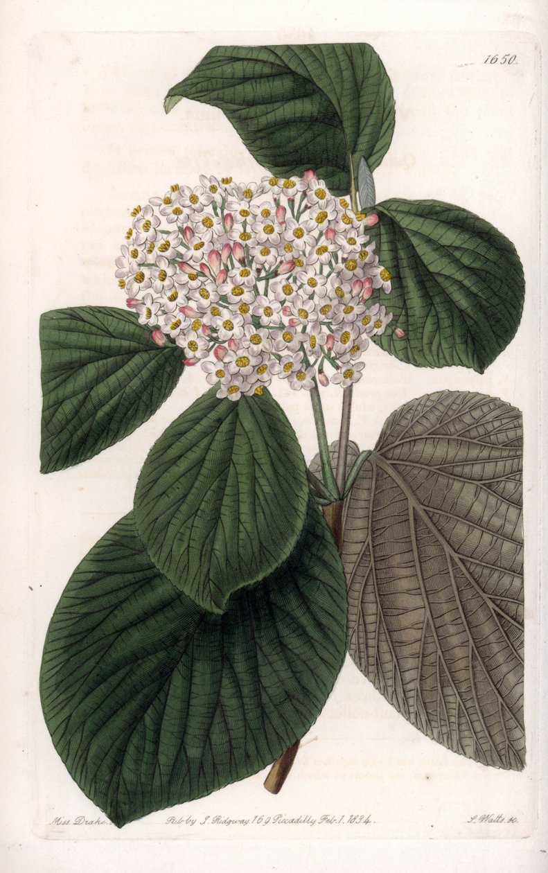 Cotton Viburnum. Handcoloured copperplate engraving from Sydenham Edwards
