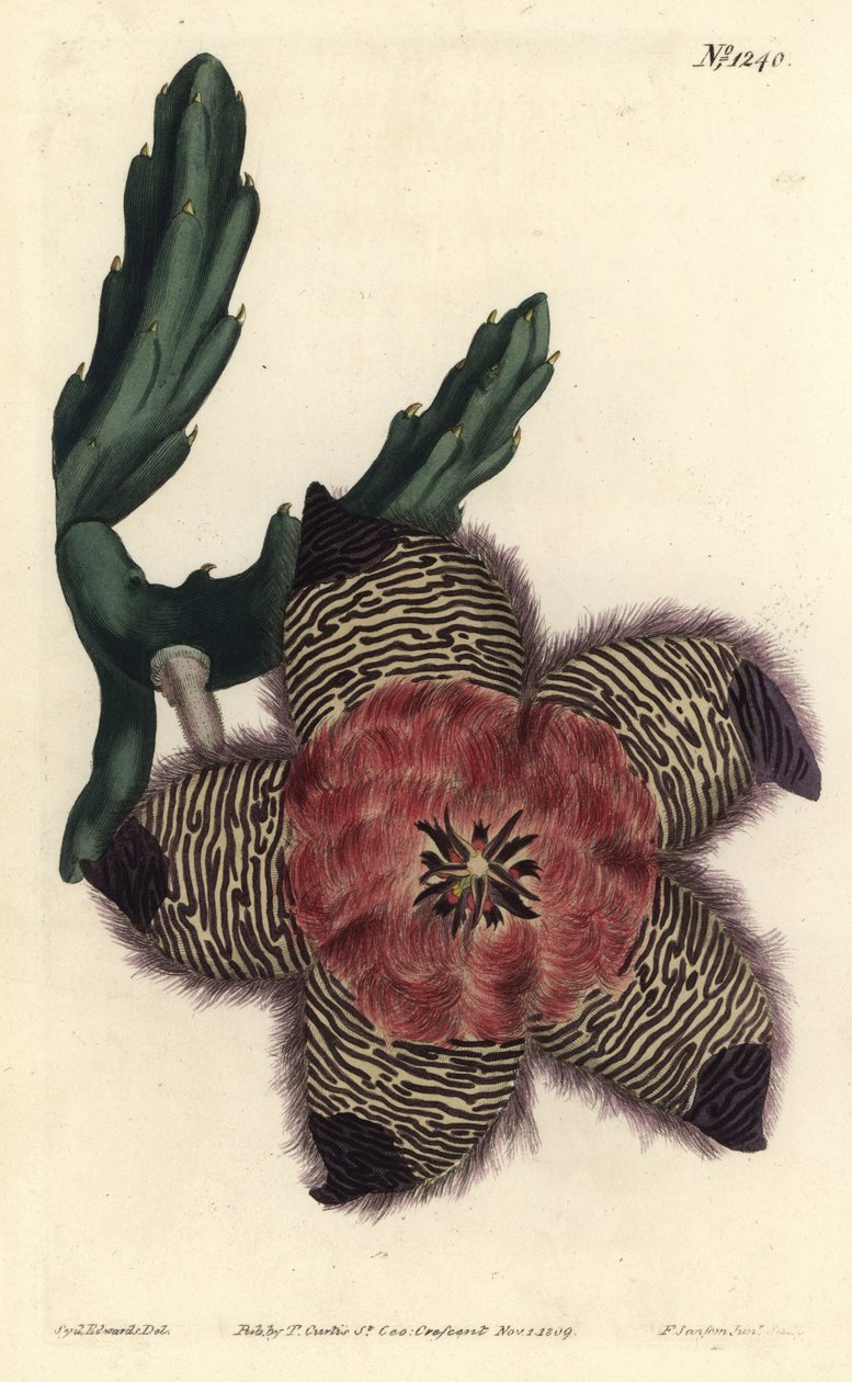 Cushioned Stapelia by Sydenham Teast Edwards