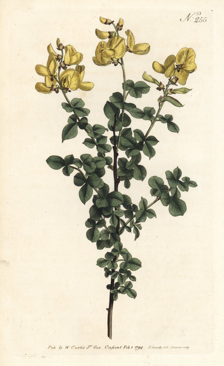 Common Cytisus by Sydenham Teast Edwards