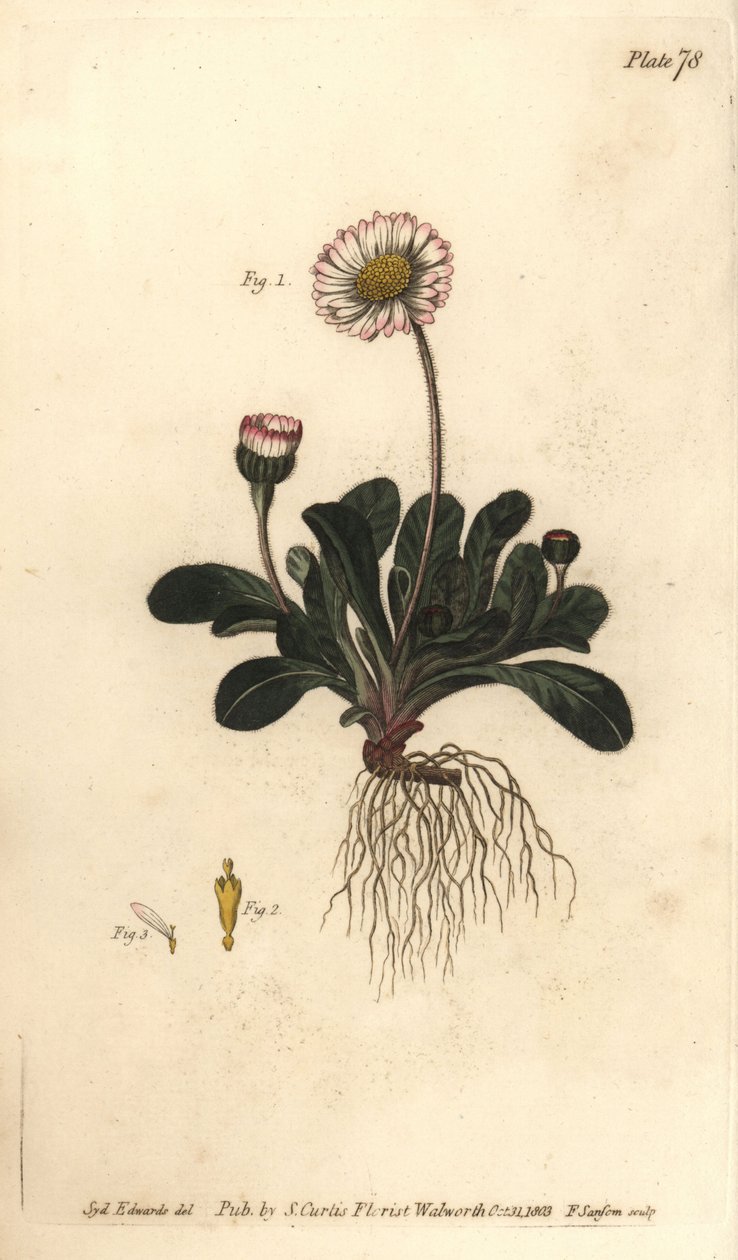 Daisy, Bellis perennis by Sydenham Teast Edwards