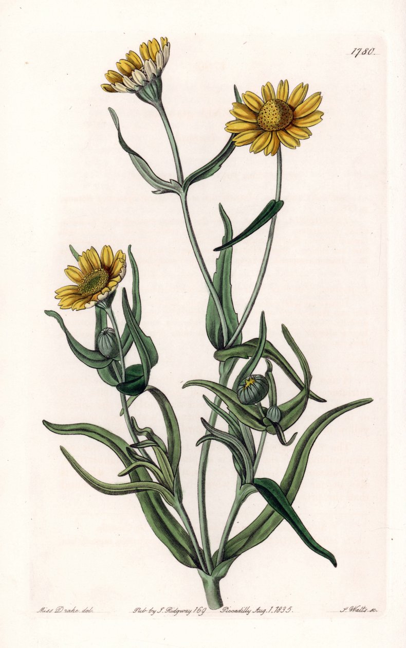 Daisy Variety 