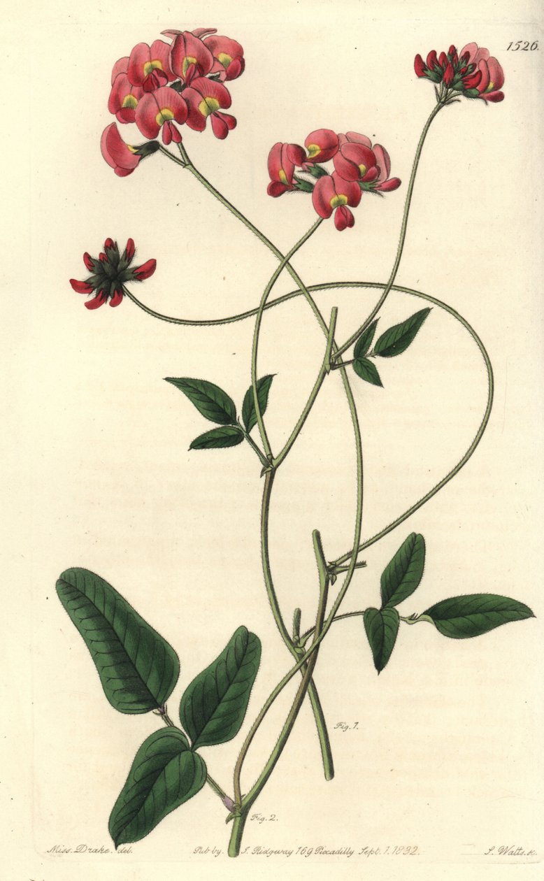 Dilated kennedya, Kennedya dilatata. Handcoloured copperplate engraving by S. Watts after an illustration by Miss Sarah Drake from Sydenham Edwards