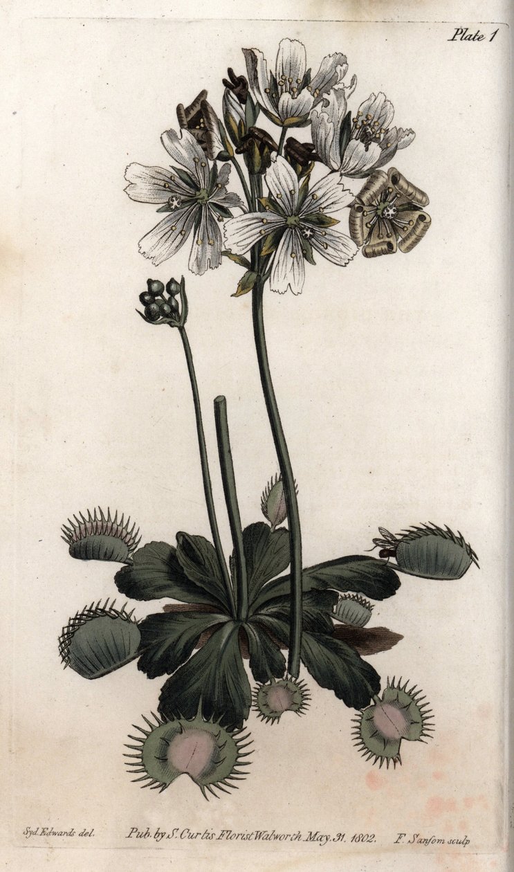 Dionee Catches Fly from Botanical Conferences, Lambeth Botanical Garden by Sydenham Teast Edwards