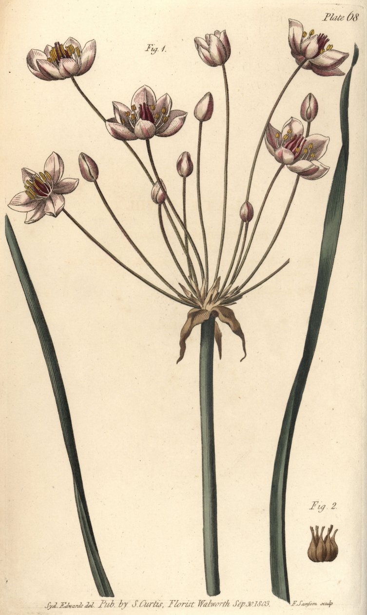 Flowering Rush by Sydenham Teast Edwards