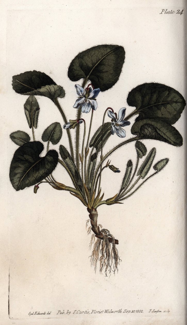 Fragrant Violet by Sydenham Teast Edwards
