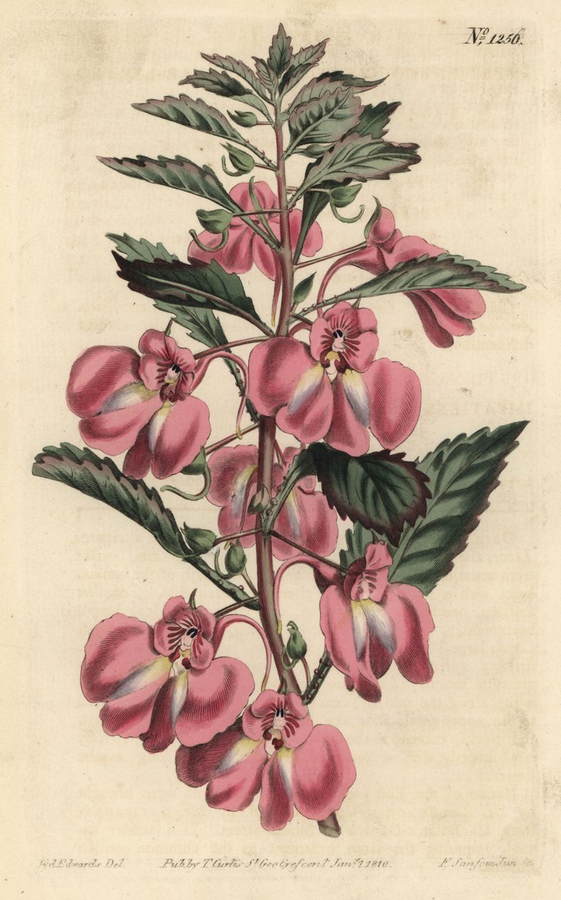 Garden Balsam by Sydenham Teast Edwards