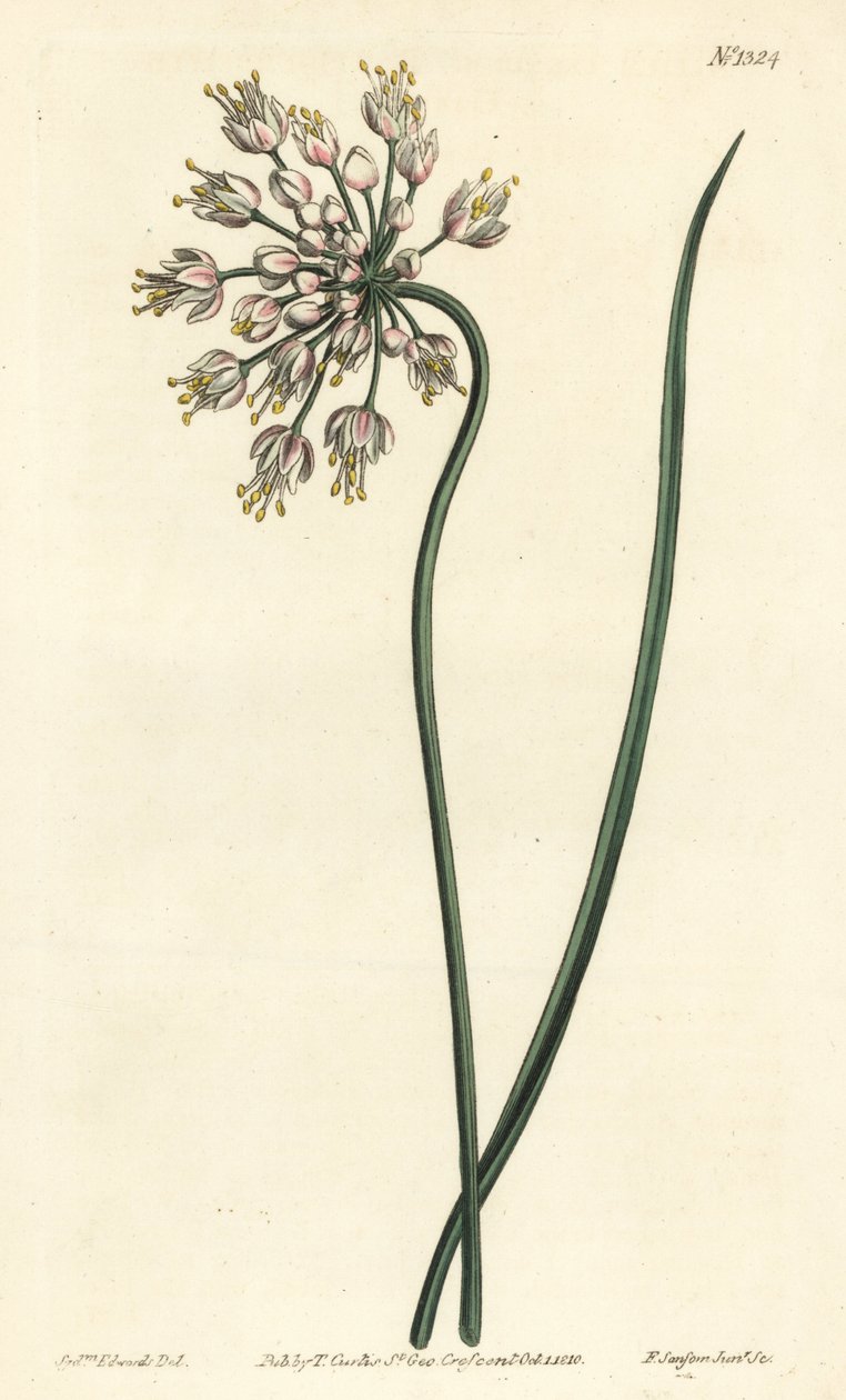 Nodding onion, lady