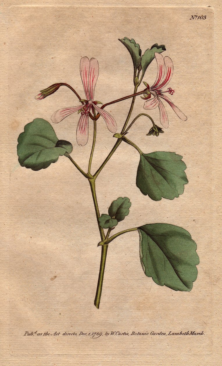 Geranium has sorrel leaf, with rose veined flowers, native to South Africa. Sorrel crane