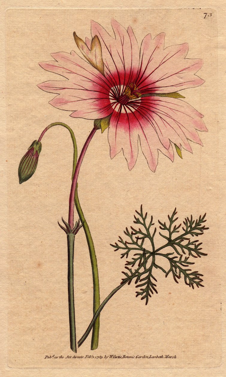 Large Flowered Monsonia by Sydenham Teast Edwards