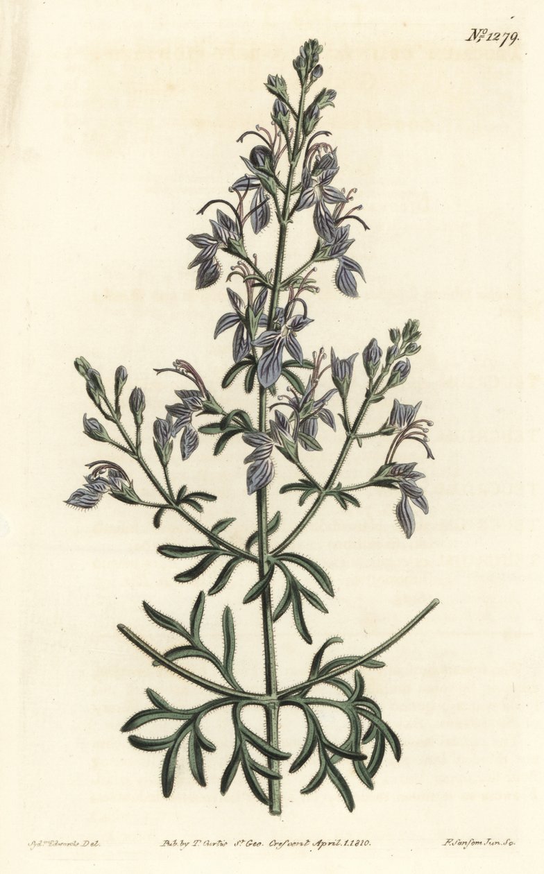 Great-flowered Germander from William Curtis