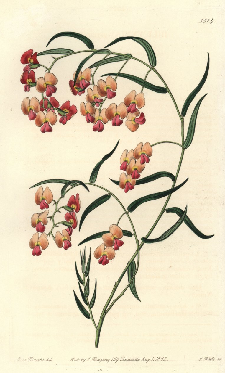 Glycine-leaved Dillwynia, Dillwynia Glycinifolia. Handcoloured Copperplate Engraving by S. Watts after an Illustration by Miss Sarah Drake from Sydenham Edwards