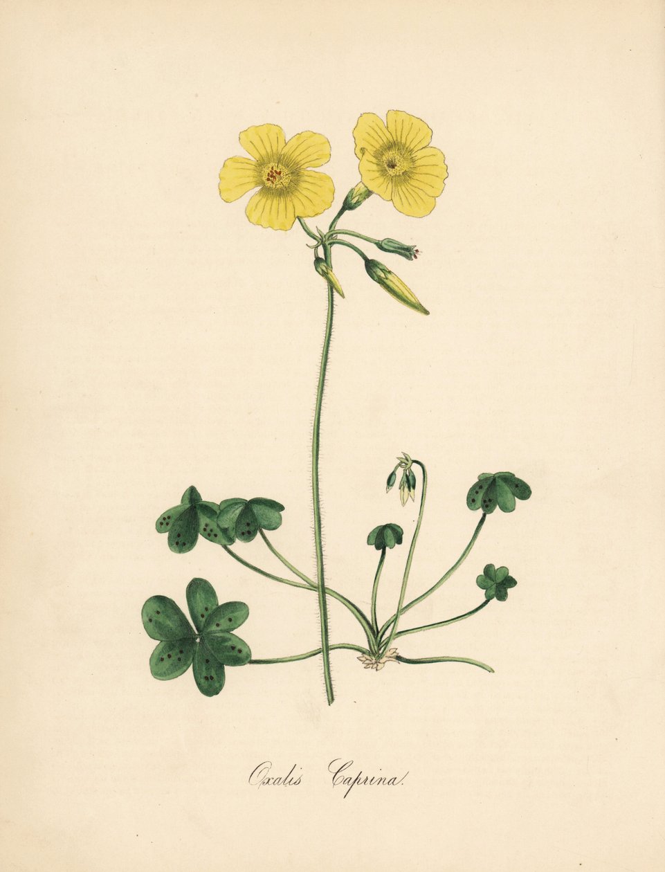 Goats-foot Wood Sorrel from William Curtis