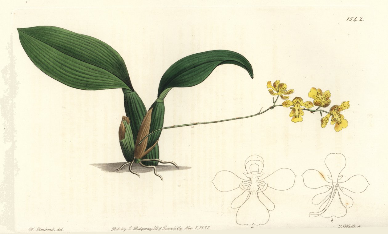 Gomesa Cornigera Orchid (Horned Oncidium, Oncidium cornigerum). Handcoloured copperplate engraving from Sydenham Edwards