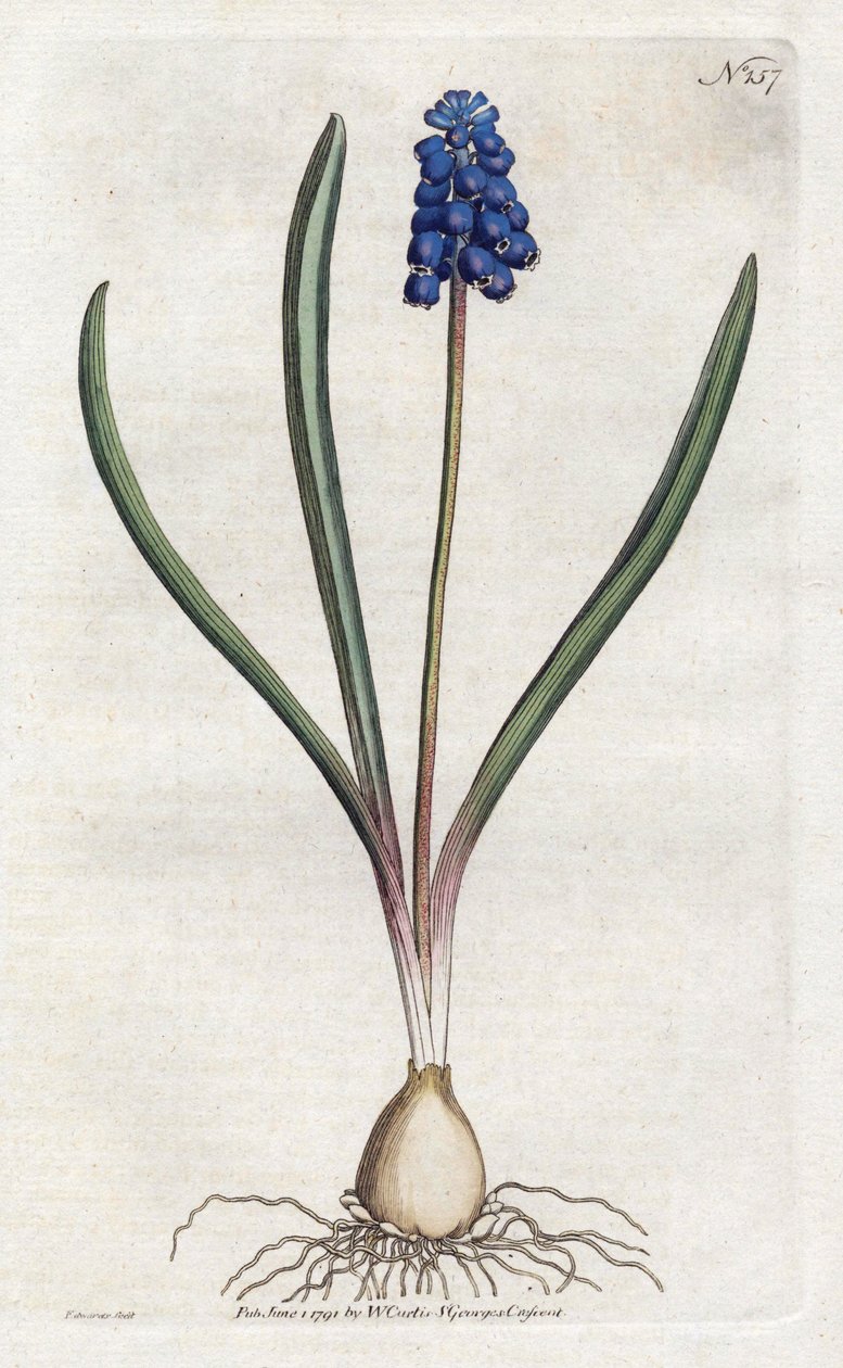 Grape hyacinth by Sydenham Teast Edwards