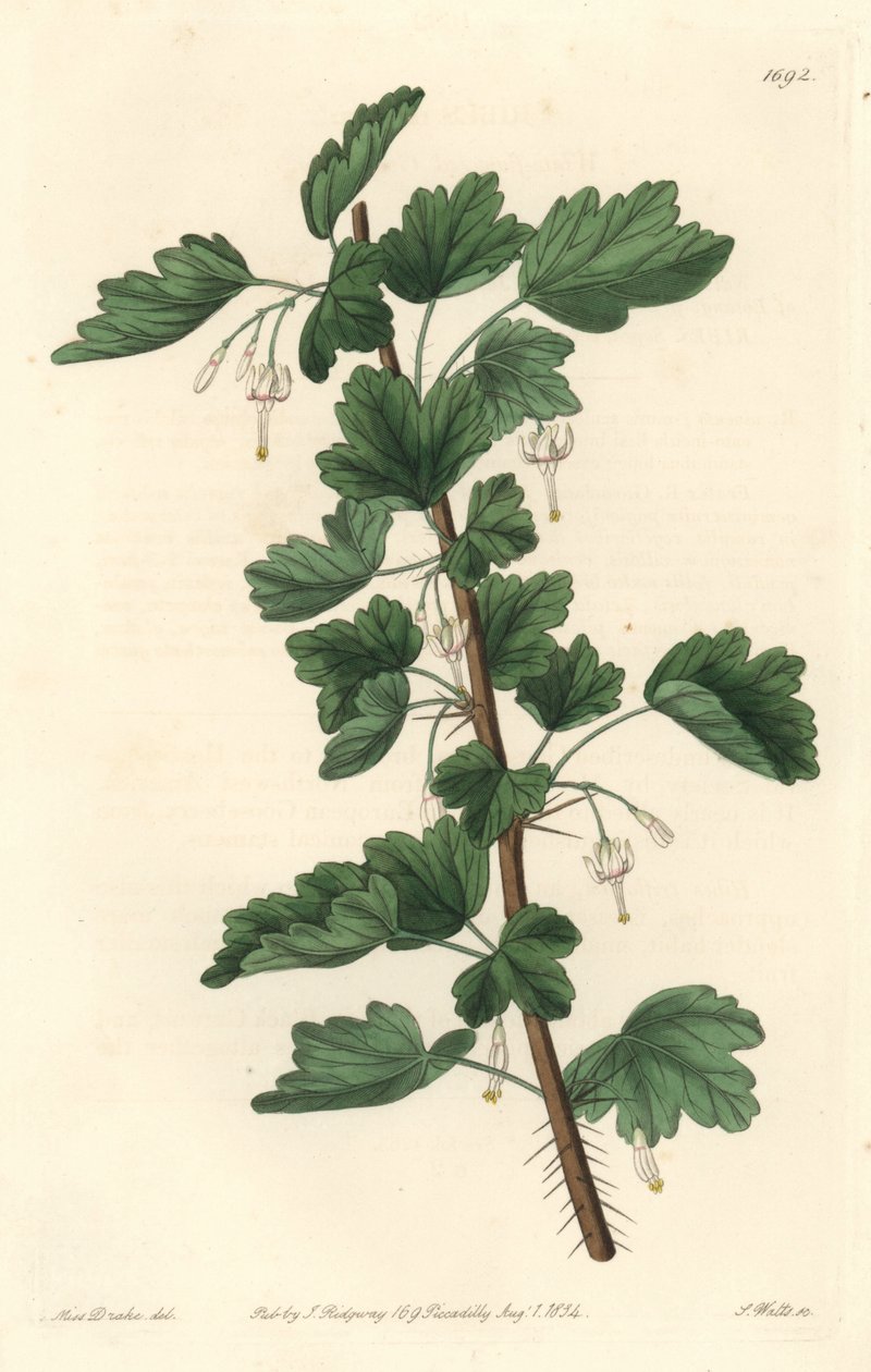 Currant, Native to North America - Engraved by S. Watts, from an illustration by Sarah Anne Drake, from the Botanical Register by Sydenham Teast Edwards