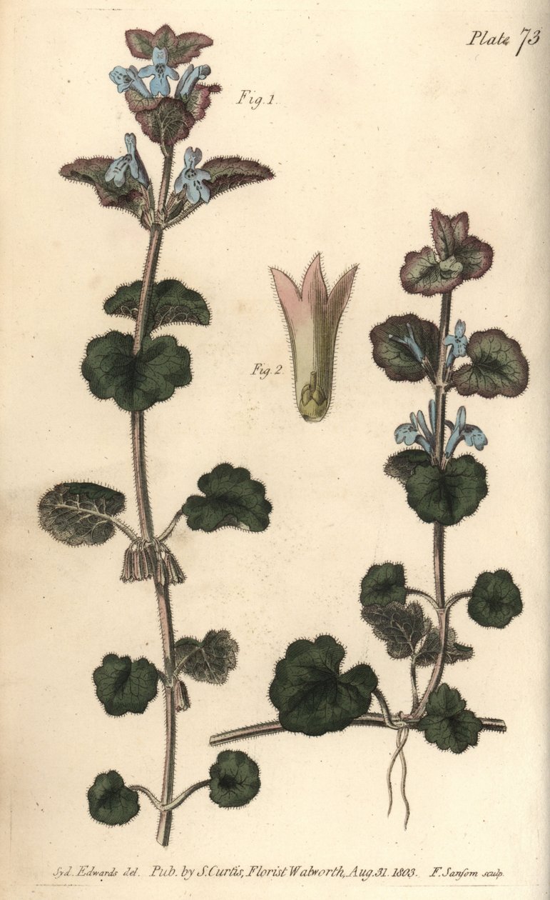 Ground ivy, Glechoma hederacea, Gymnospermia. Handcoloured copperplate engraving by F. Sansom of a botanical illustration by Sydenham Edwards for William Curtis