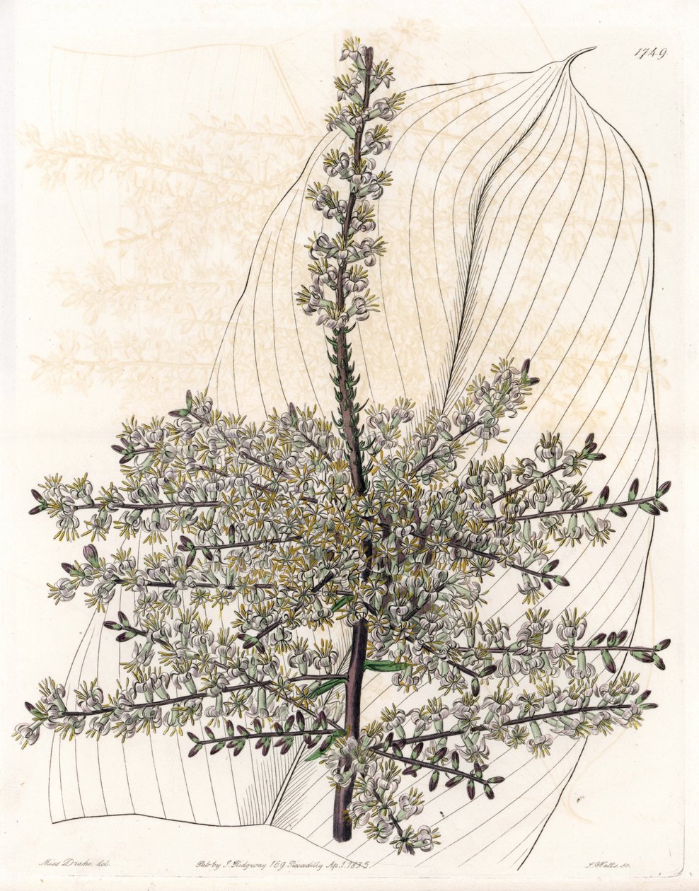 Hawaiian Spinard or Reed of India - Plate Engraved by S. Watts, from an Illustration by Sarah Anne Drake, from the Botanical Register of Sydenham Edwards by Sydenham Teast Edwards