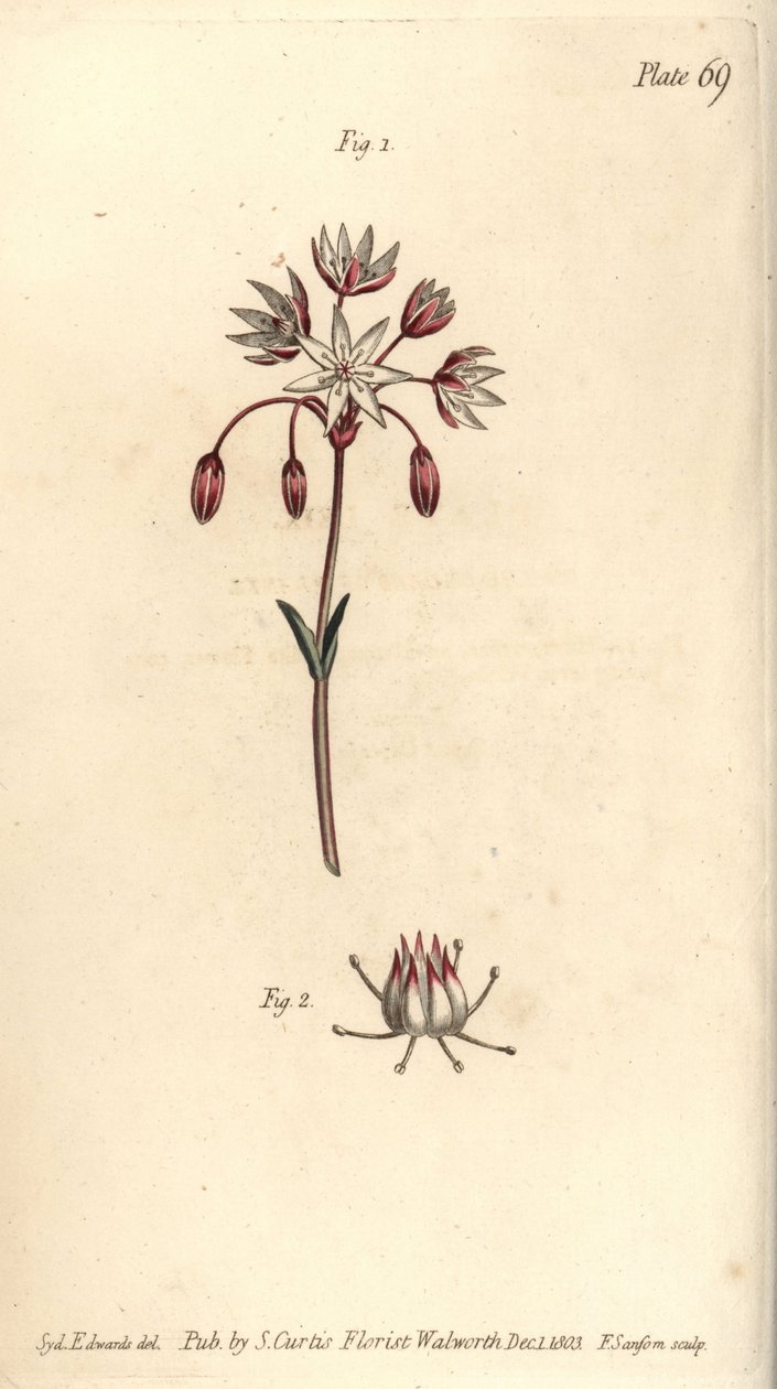 Hermaphrodite Flower with Seven Pistilla, Heptagynia, Septas Capensis by Sydenham Teast Edwards