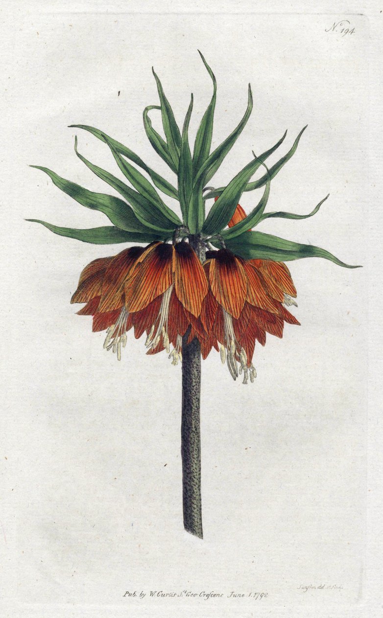 Imperial Fritillary from William Curtis