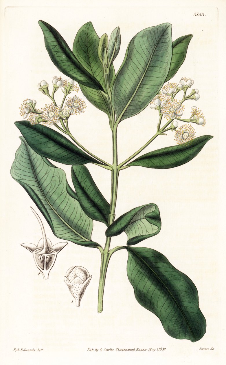Indian Wood - Bay rum tree, Pimenta racemosa by Sydenham Teast Edwards