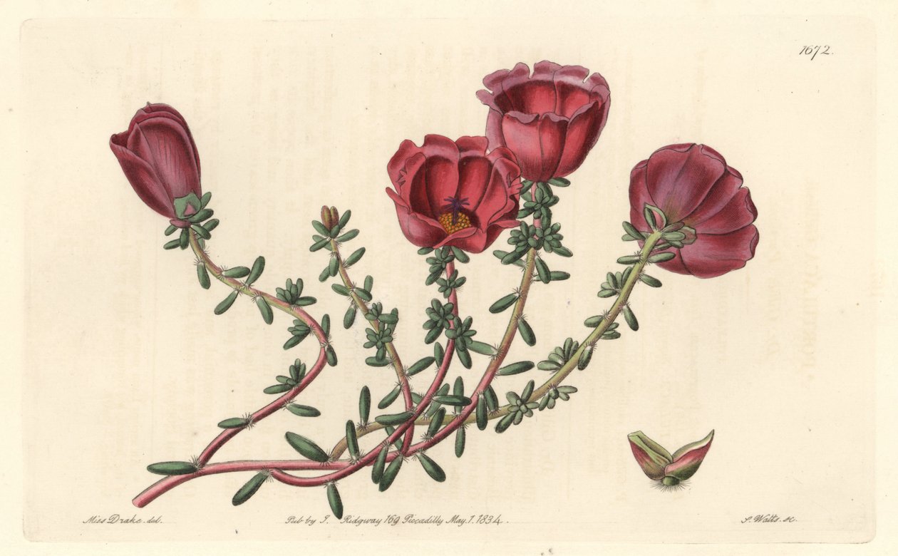Large-Flowered Purslane by Sydenham Teast Edwards
