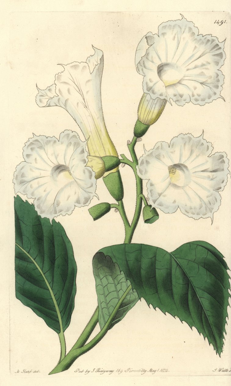 Large-flowered Cordia by Sydenham Teast Edwards