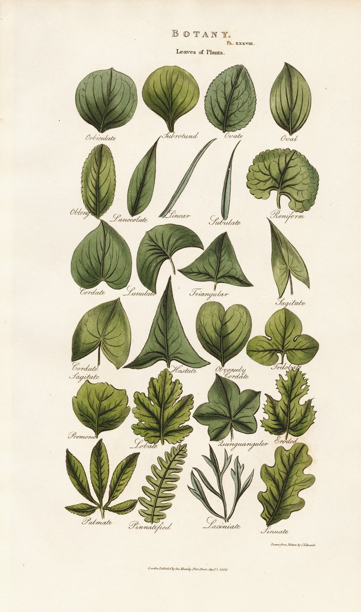 Leaf Forms in Botanical Morphology by Sydenham Teast Edwards