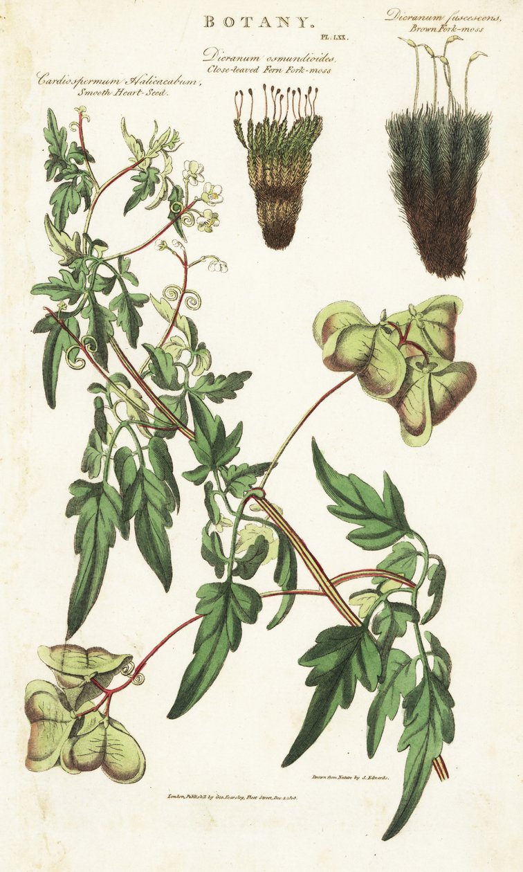 Liane heart of India or peas de coeur et deux variete de mousses - Balloon plant or smooth heart-seed, Cardiospermum halicacabum, close-leaved fern fork-moss, Dicranum osmundioides, and brown fork-moss, Dicranum fuscescens. Handcoloured copperplate engravi by Sydenham Teast Edwards