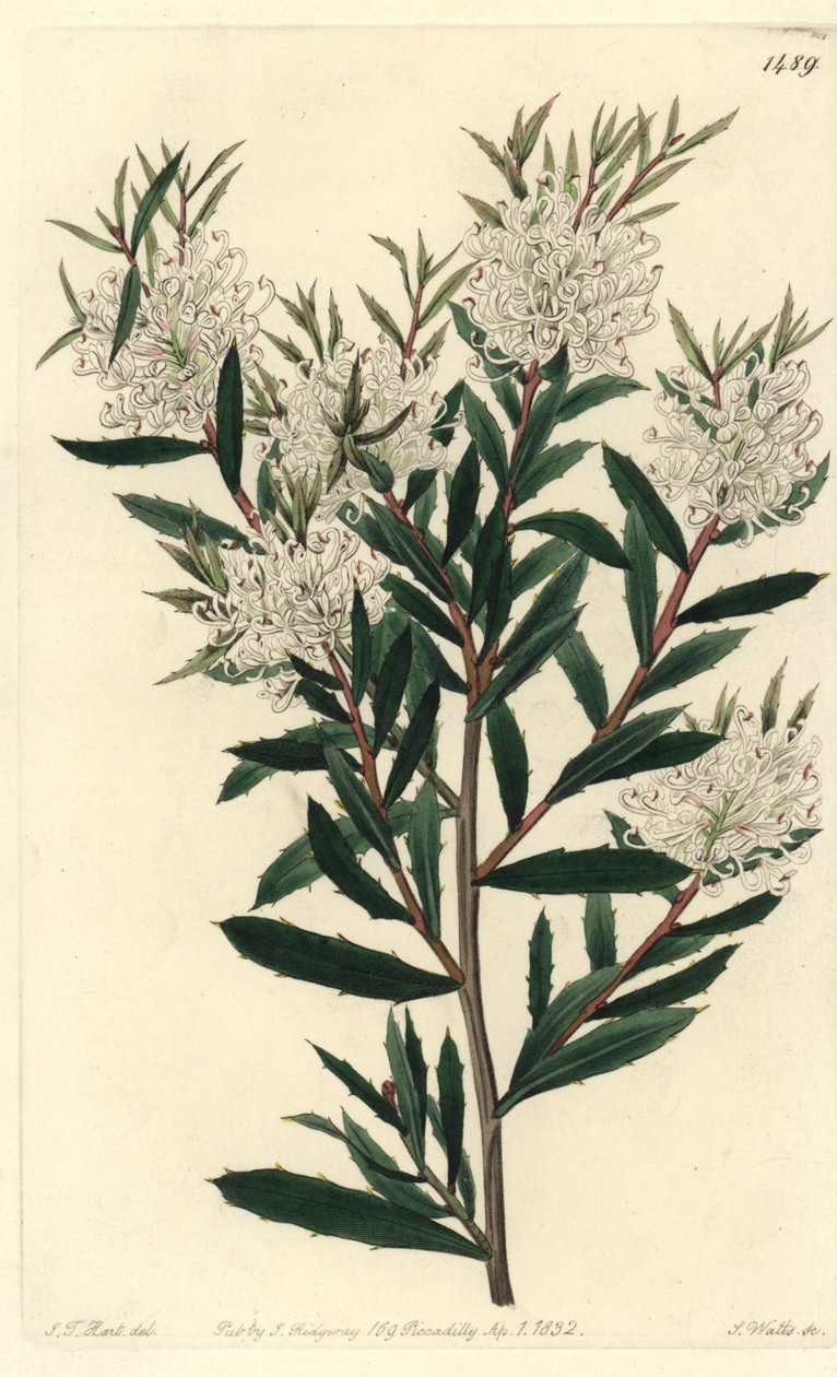 Linear-leaved Hakea, Hakea Linearis. Handcoloured Copperplate Engraving by S. Watts after an Illustration by J.T. Hart from Sydenham Edwards