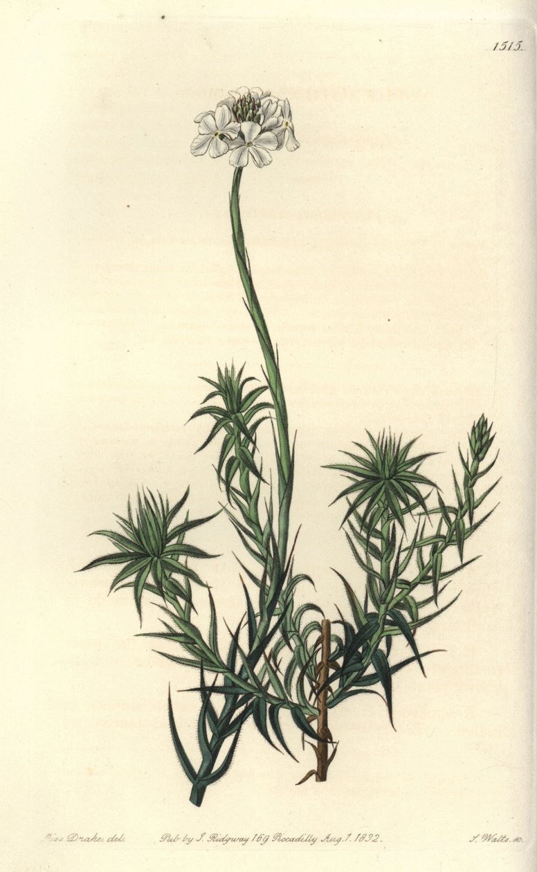 Long-leaved Sphenotoma from Sydenham Edwards