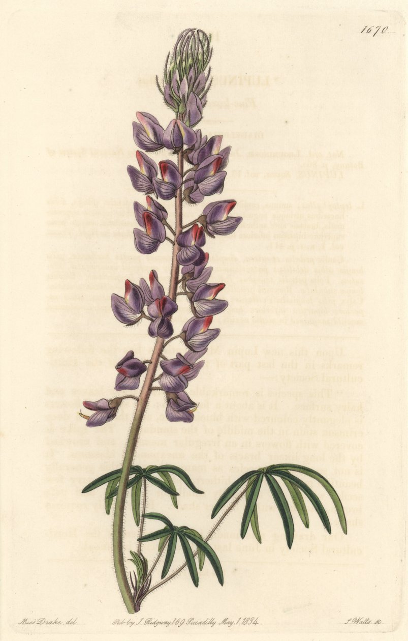 Lupin with narrow leaves - Strong water by S. Watts from an illustration by Sarah Anne Drake, from the Botanical Register by Sydenham Teast Edwards