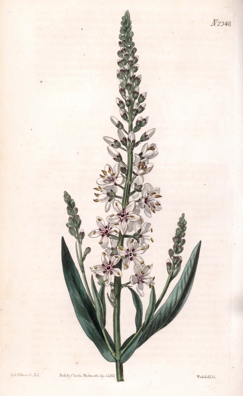 Silver Loosestrife by Sydenham Teast Edwards