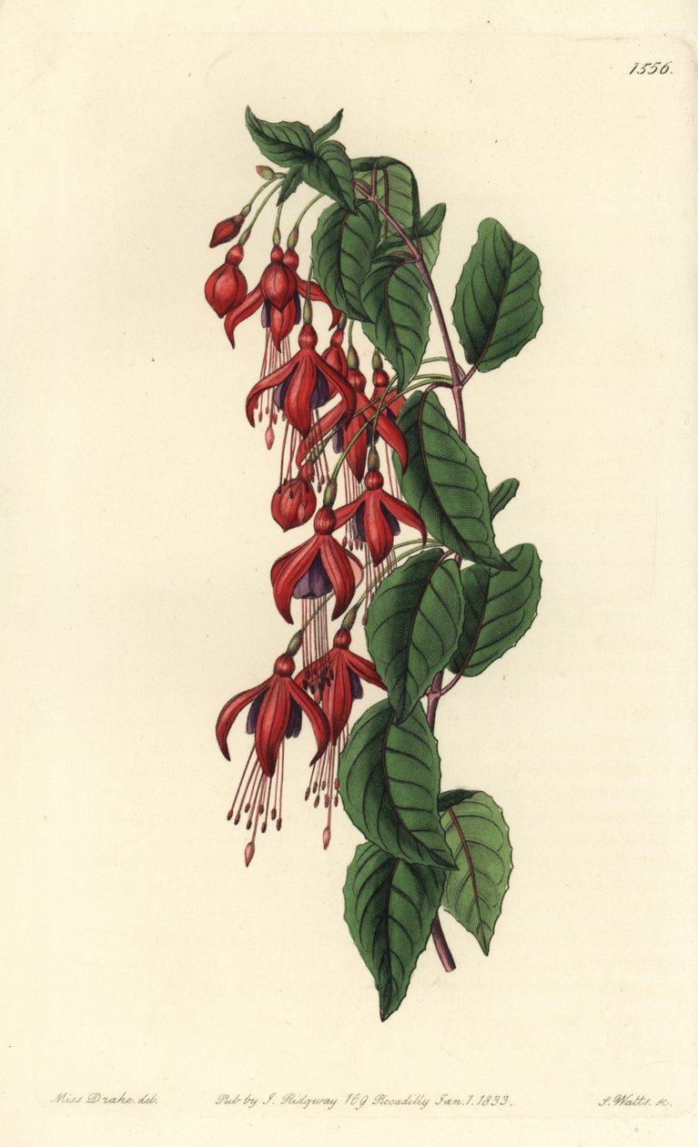 Magellan fuchsia - Hummingbird fuchsia, Fuchsia magellanica (Balloon-flowered fuchsia, Fuchsia globosa). Handcoloured copperplate engraving by S. Watts after an illustration by Miss Sarah Drake from Sydenham Edwards