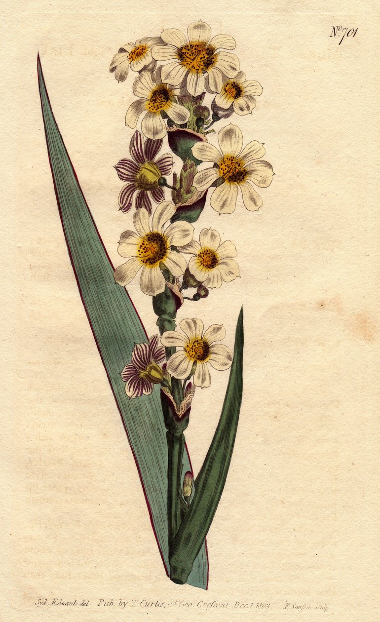 Marica with White, Yellow Streaked Flowers and Purple Lines. Marica striata. Handcoloured copperplate engraving from Sydenham Edwards