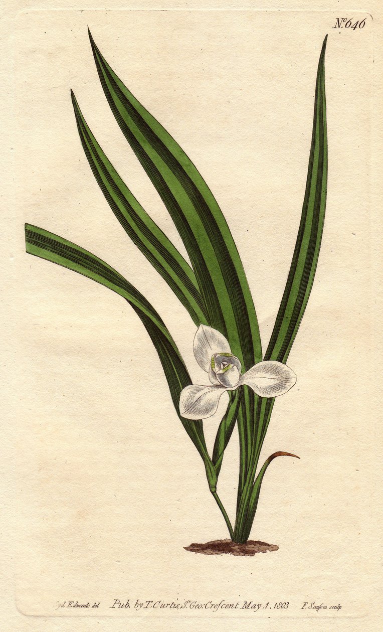 Marsh Marica with Small White Flowers and Narrow Striped Leaves. Marica paludosa. Handcoloured copperplate engraving from Sydenham Edwards