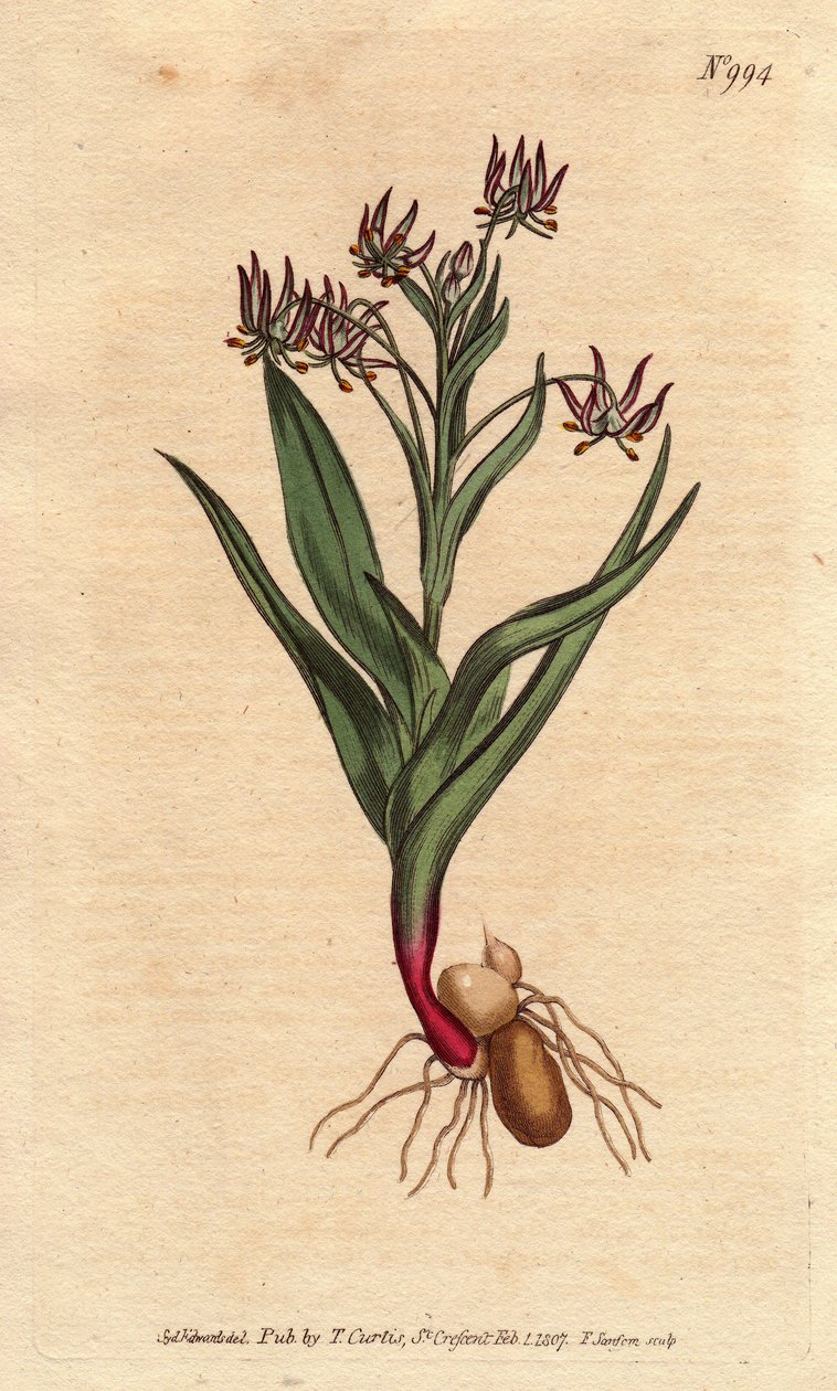 Branching Melanthium with Many Small Lilac Flowers, Bulbs, and Root Structure by Sydenham Teast Edwards