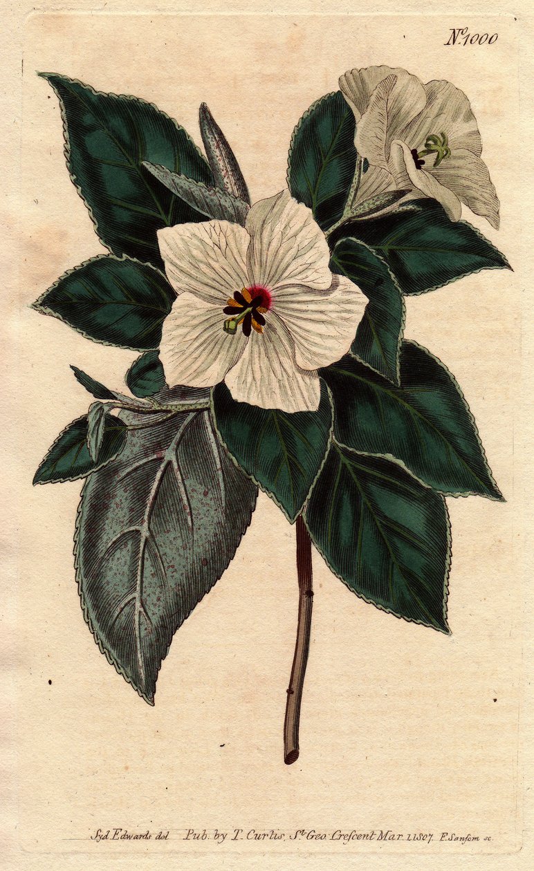 Melhania Saint Helena with white flowers. St. Helena Red wood with white flowers. Melhania erythroxylon. Handcoloured copperplate engraving from a botanical illustration by Sydenham Edwards from William Curtis