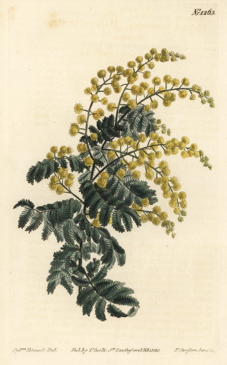 Downy Wattle by Sydenham Teast Edwards